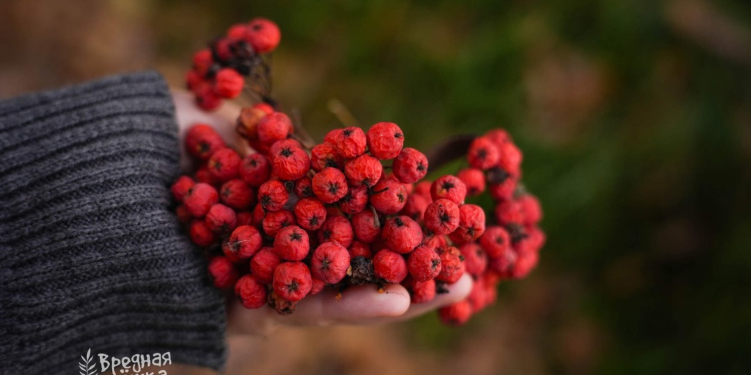 На празднике бабушки угостили компотом из рябины с грушей. Повторяю рецепт!