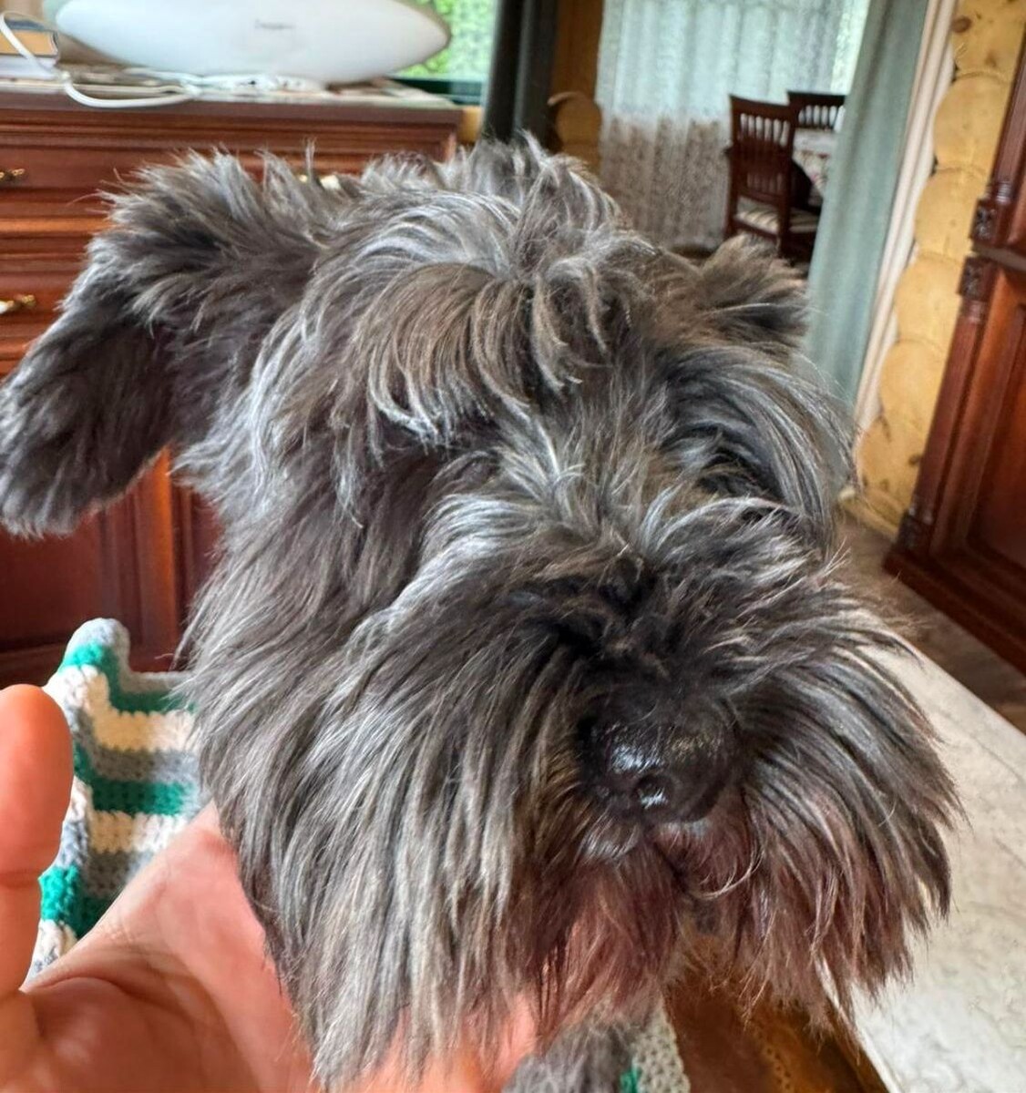 Фото от хозяев, вряд ли будет лучше