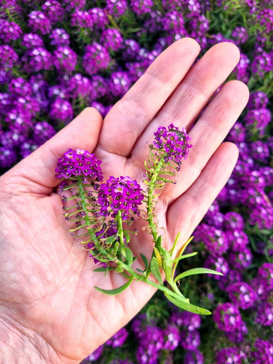 Алиссум. Мед и пчелы. Фото: Зеленая леди, сад, семья и томатный сок 