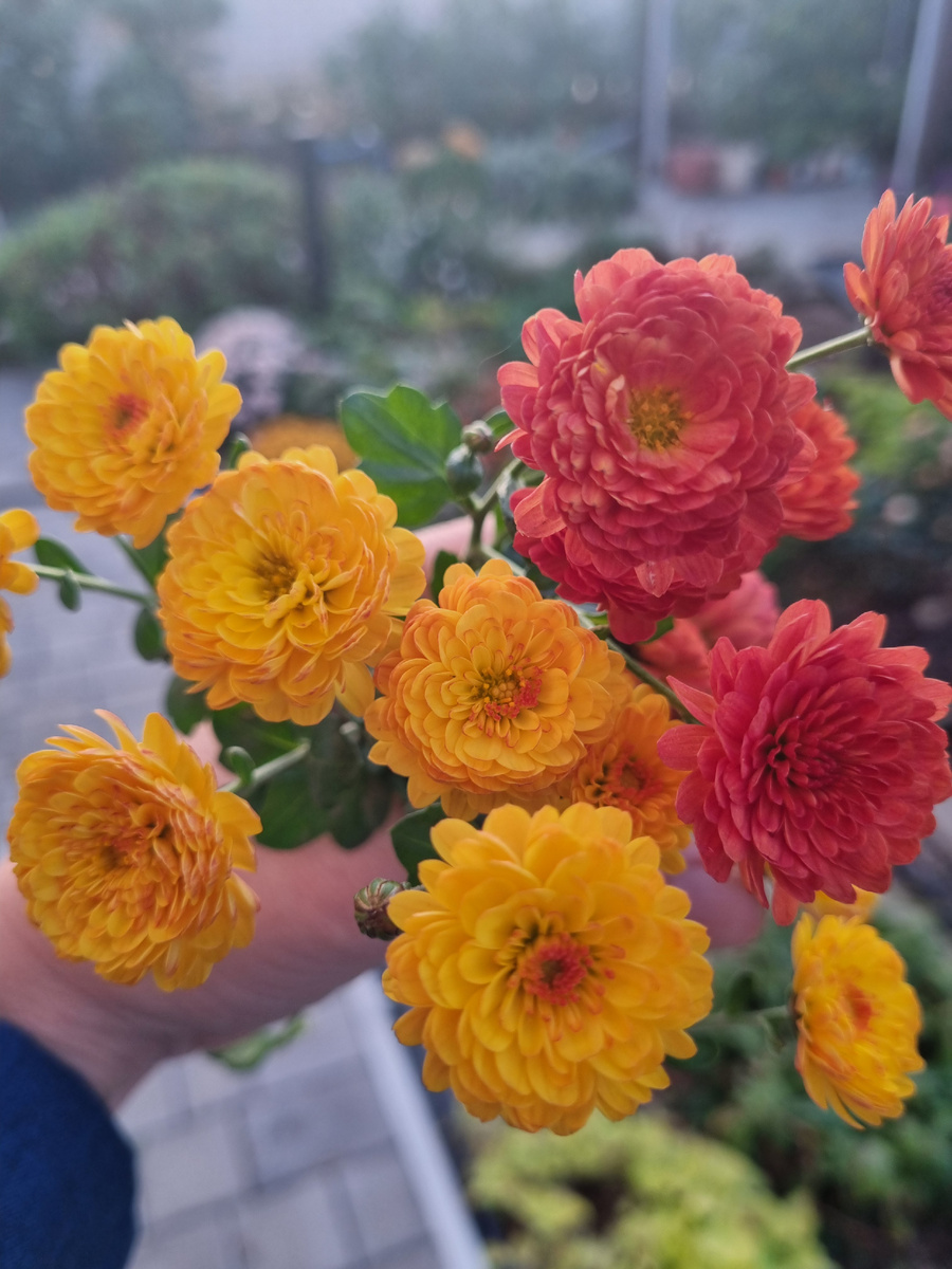 Фото: Зеленая леди, сад, семья и томатный сок 