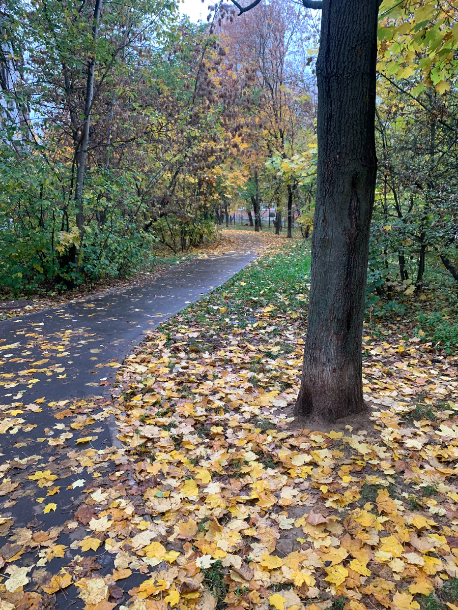 Фото автора. Просто красивая осень!