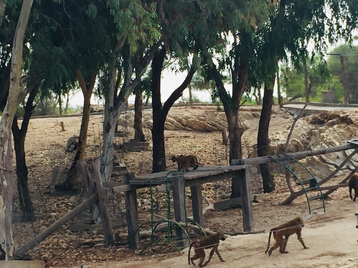 А-а, обезьяны, бегемоты, а-а, и зеленый попугай - все там были