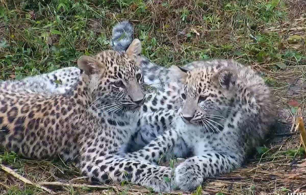    Фото t.me/leopardcenter