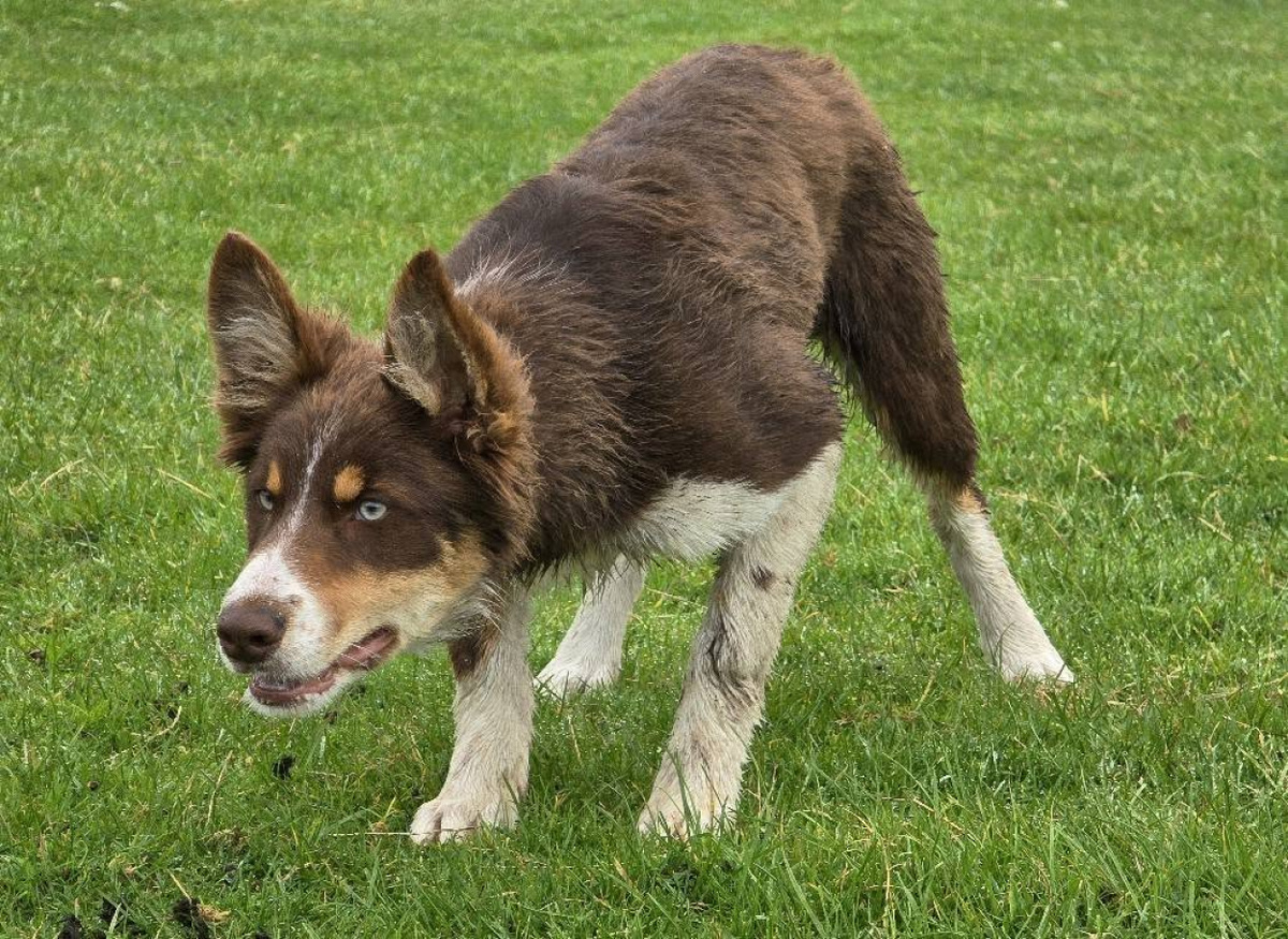 Бордер-колли