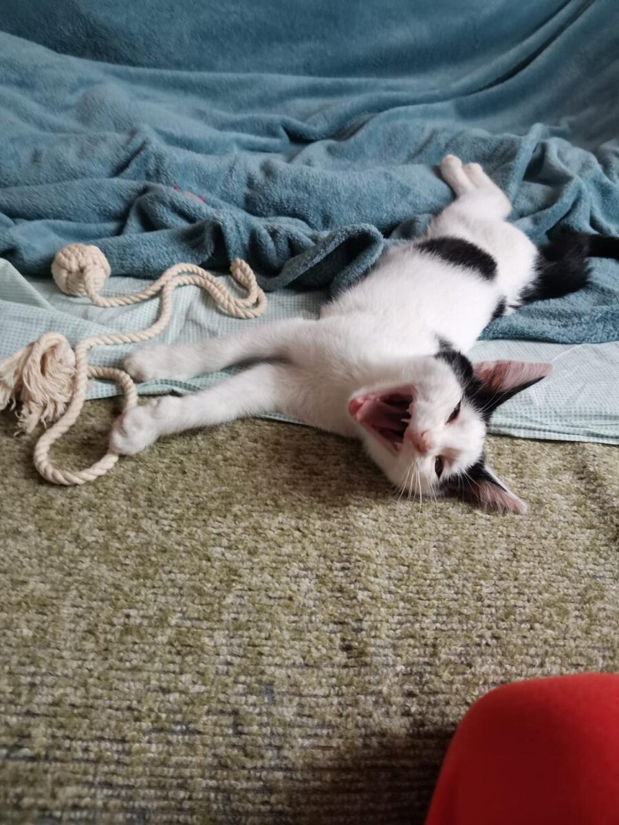 Ураааааааааааааааааааа!! Я домашний!