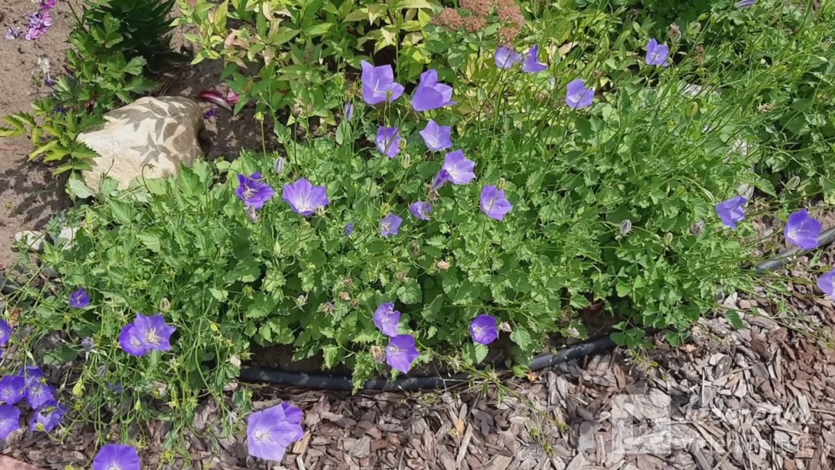 Колокольчик карпатский.