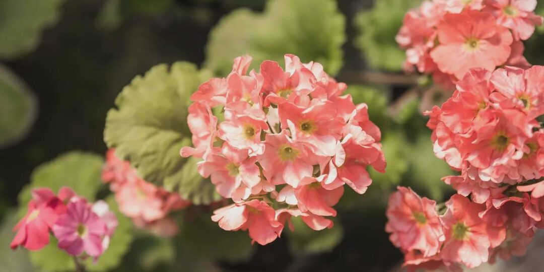 Дрожжи вместо удобрений — простая смесь, чтобы герань покрылась бутонами