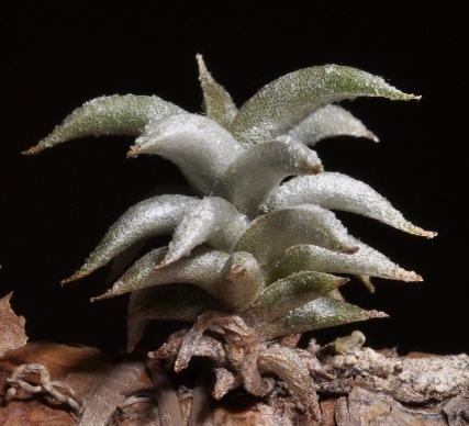 Тилландсия  Angulosa