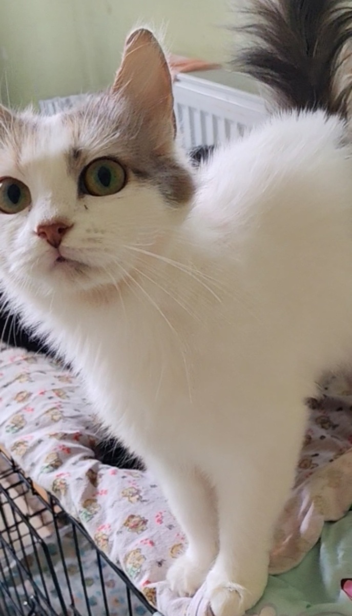 Ася теперь живёт у Светы. 