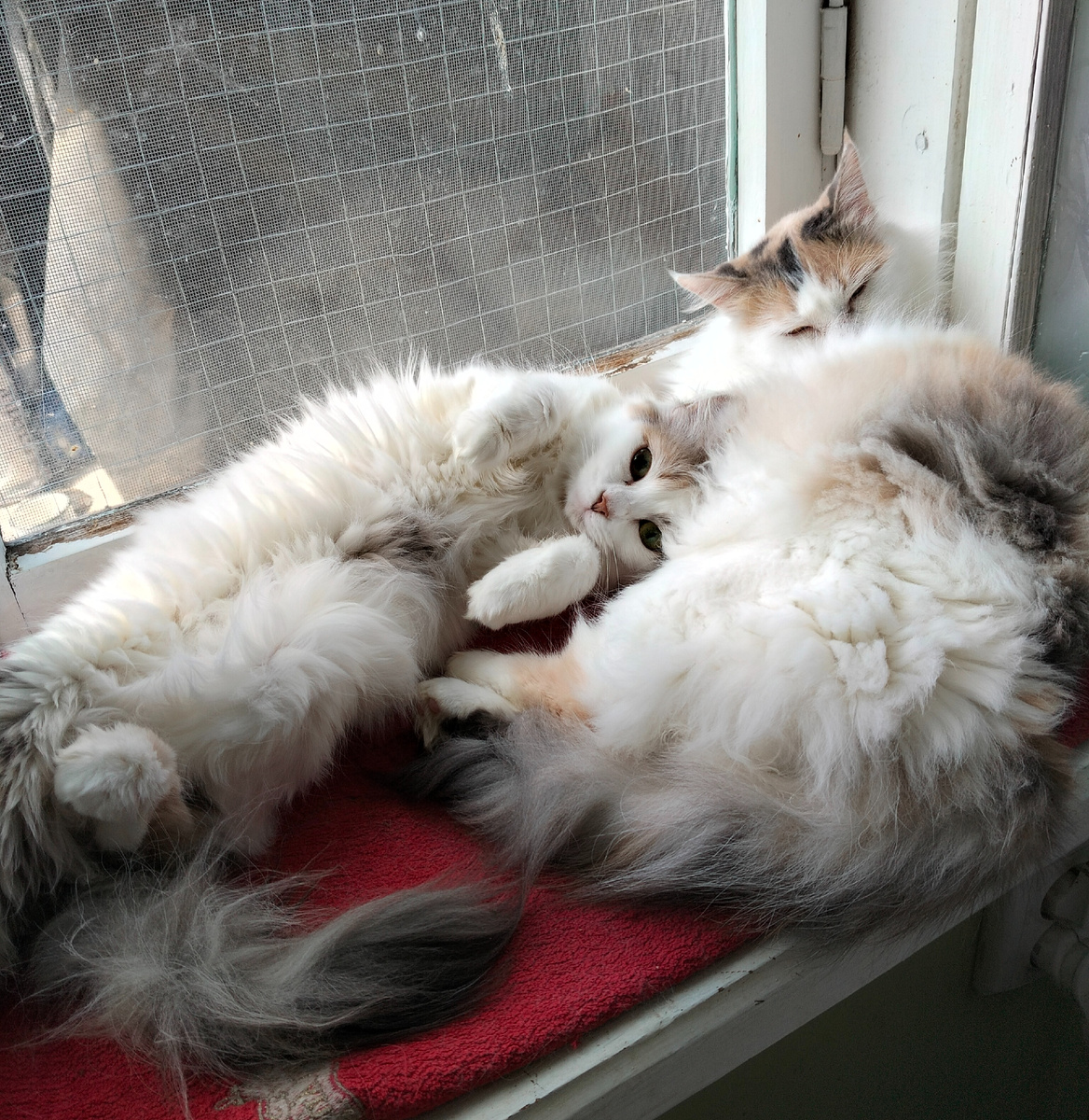 Ася и Милка. 