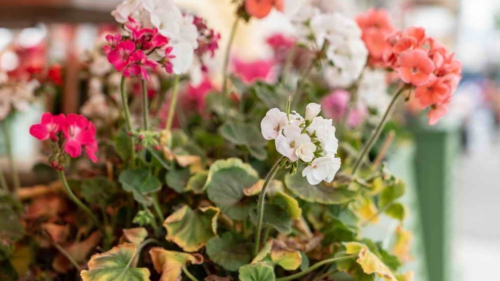 Результат неправильного ухода за геранью в октябре