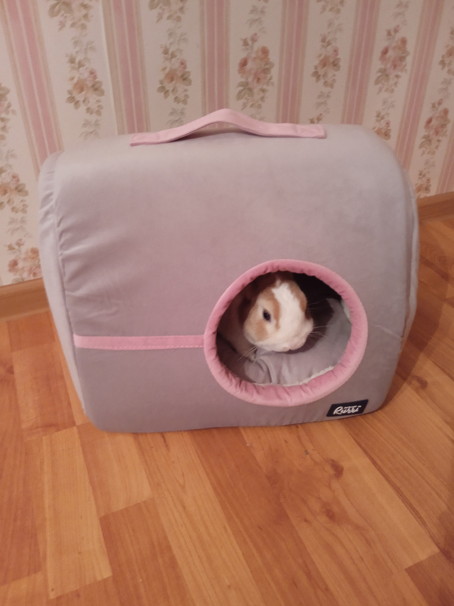 Наш Блинчик в домике