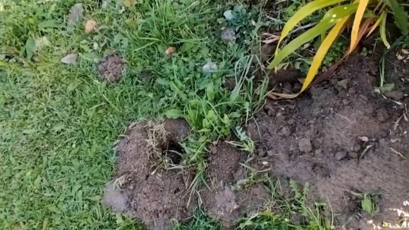 Так выглядел мой огород после октябрьского нашествия кротов