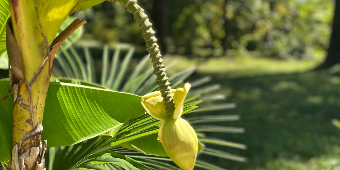 Самое бесстыжее дерево Абхазии: обнажённый эвкалипт и как он страну от малярии спас