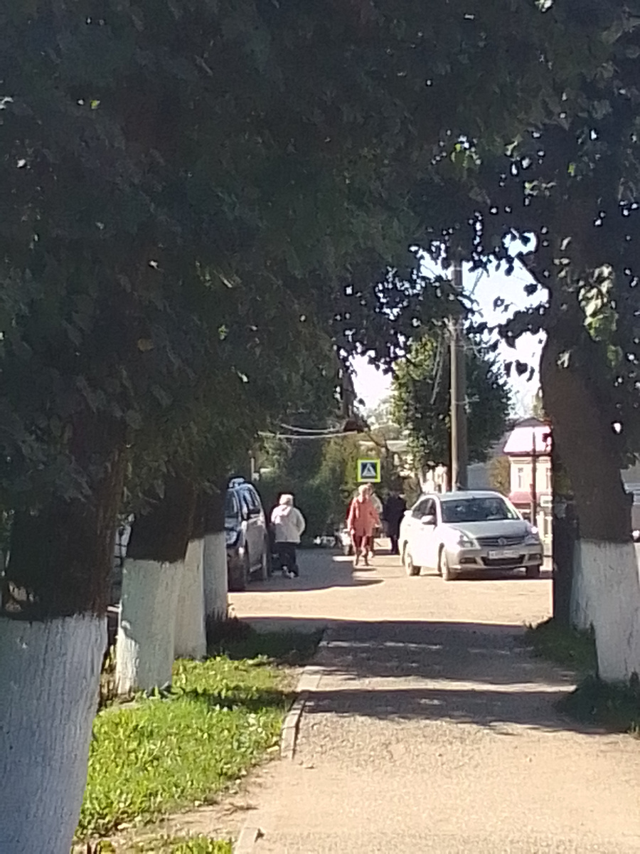 Липы в Кувшиново