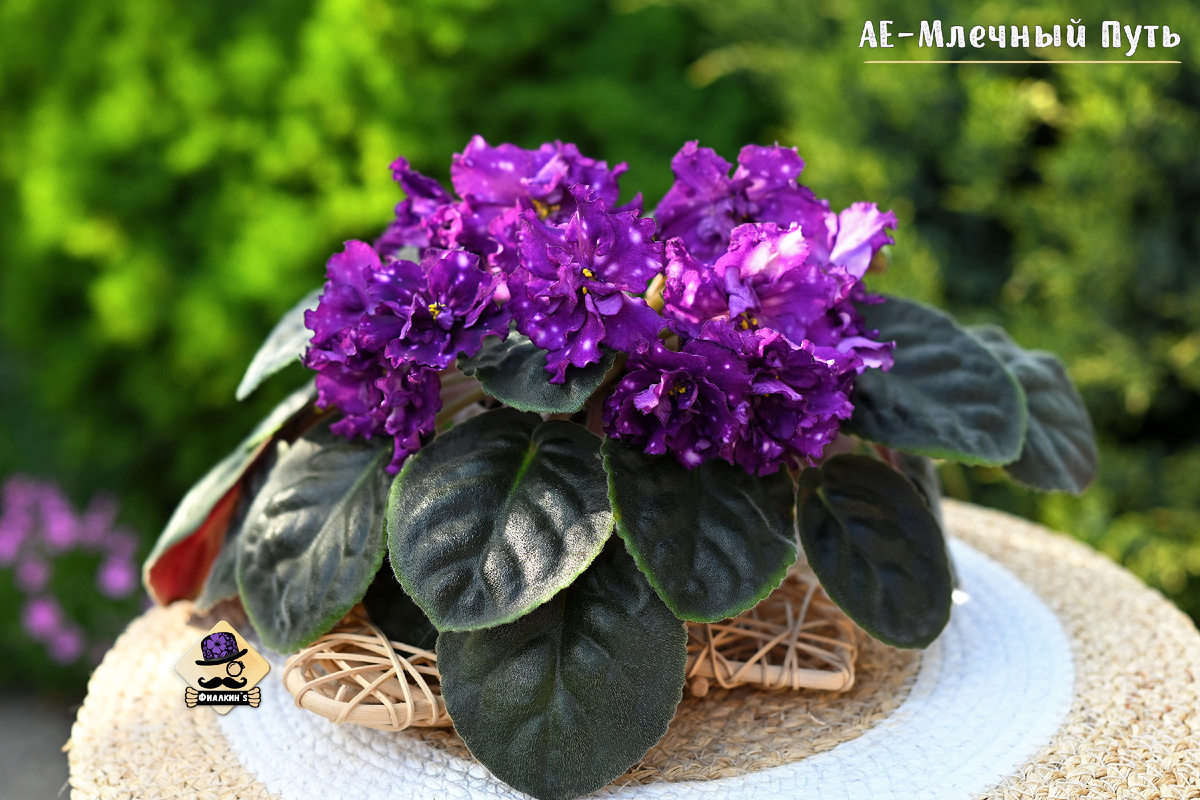 #АЕМлечныйПуть | Из коллекции сортовых фиалок ФИАЛКИНС