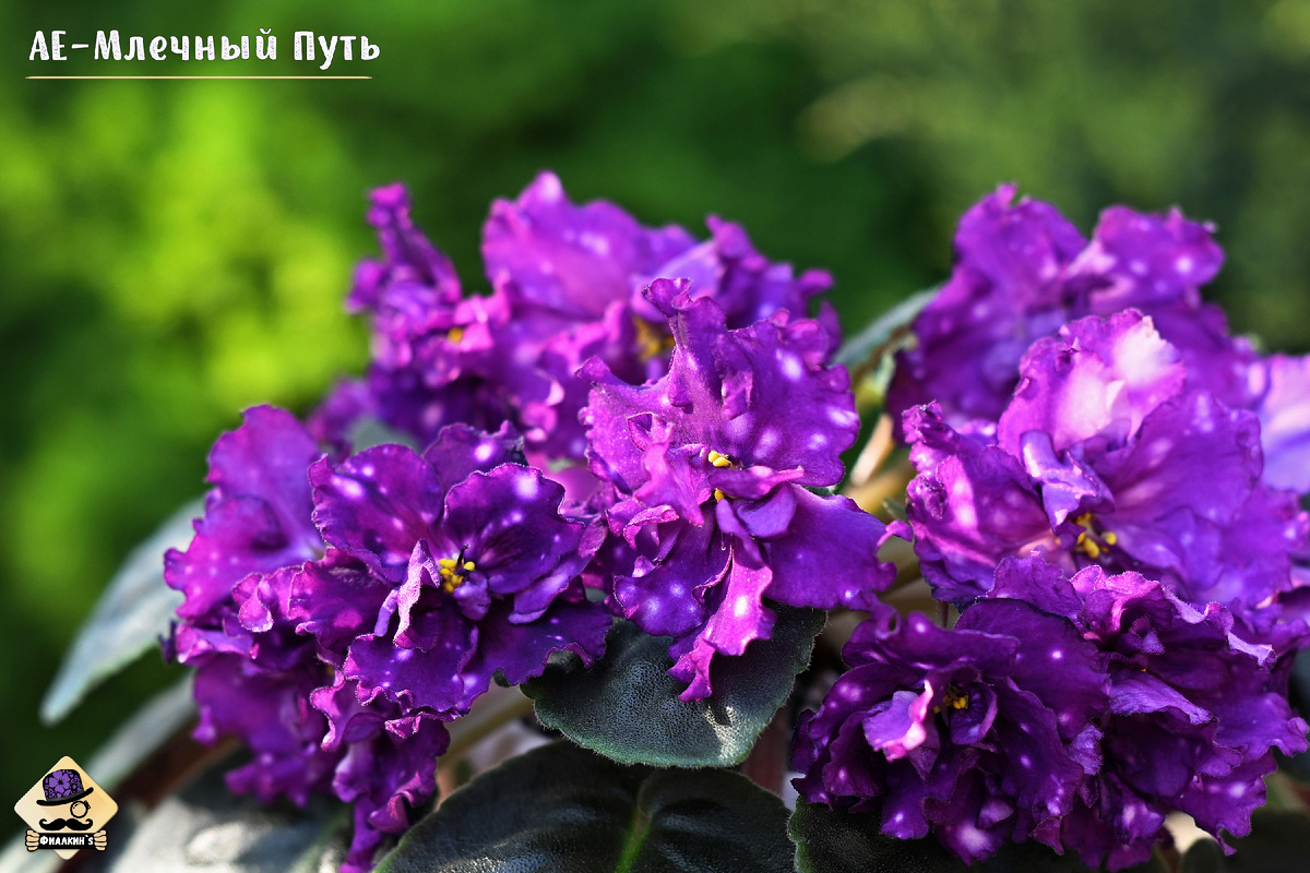 #АЕМлечныйПуть | Из коллекции сортовых фиалок ФИАЛКИНС