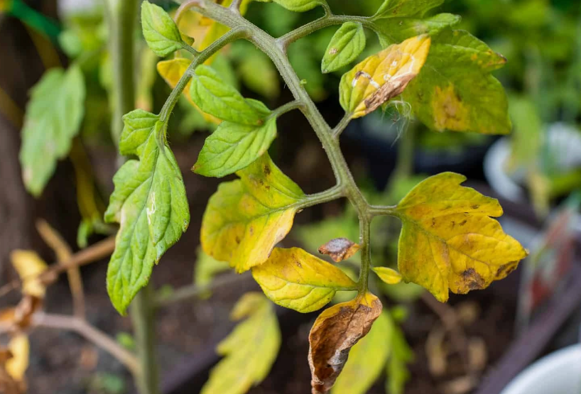 спасти рассаду