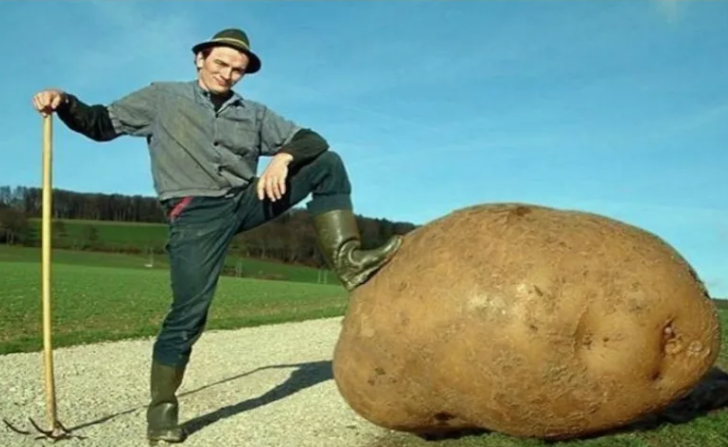 крупная картошка