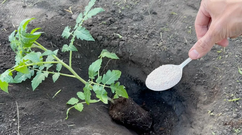 кладу под помидоры при посадке