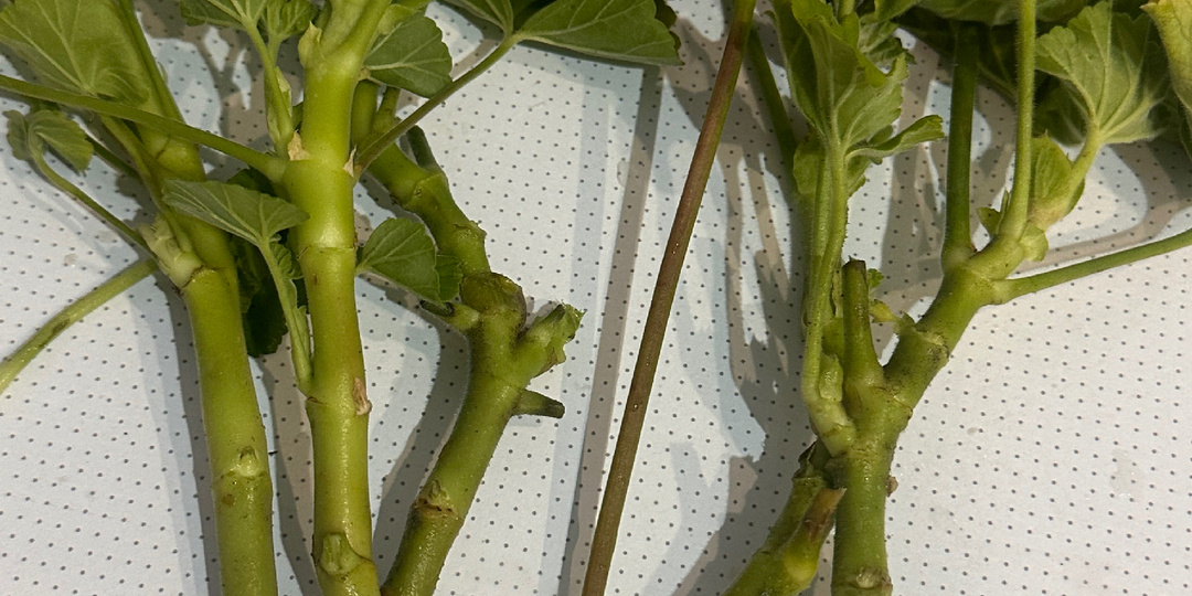 Подготовка черенка пеларгоний к укоренению.