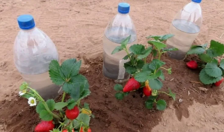 Почему нельзя поливать клубнику холодной водой