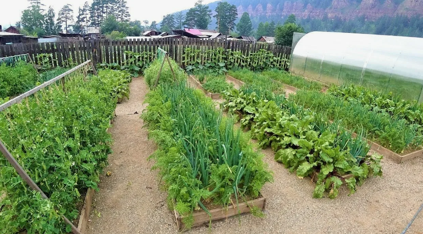 подкормка из золы и сахара — оживила весь огород