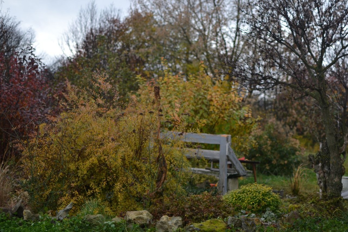 Мой сад в октябре в минувшую среду