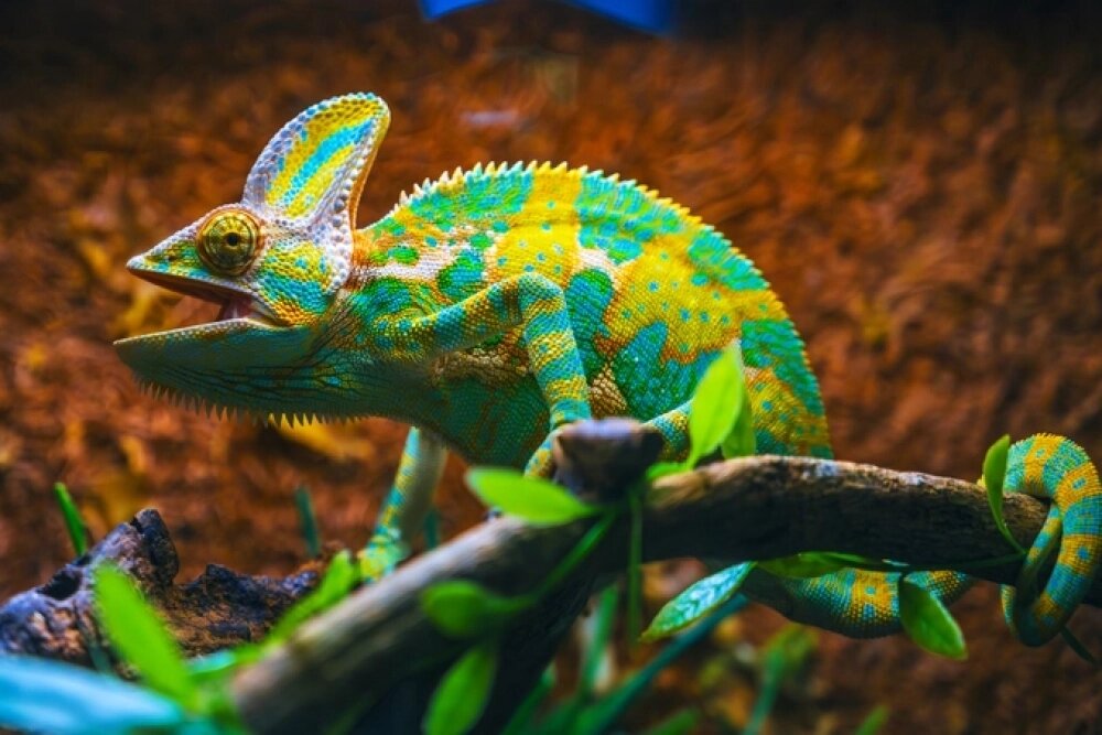    Для молодого человека, особенно в период становления личности, сон о хамелеоне отражает поиск своего места в профессиональной сфере. Фото: istockphoto.com