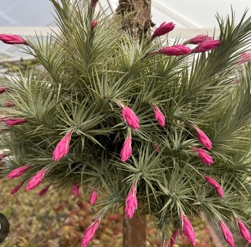 Тилландсия  Araujei