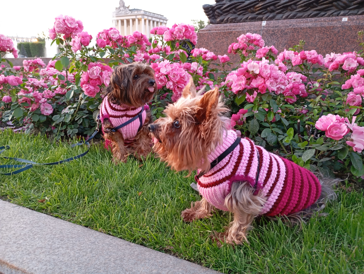 Долой стереотипы. 😉 Мальчики в розовом цвете на розовом фоне. 