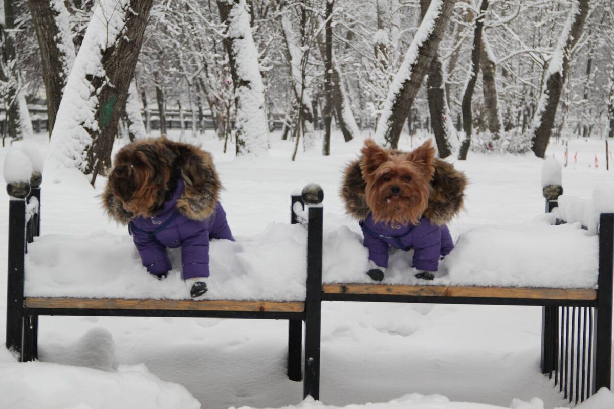 Мишутка и Малышок - покорители снежных лавин. 