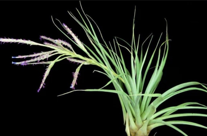 Тилландсия Appenii