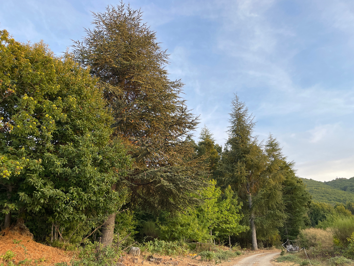 Вот так выглядит лесная территория
