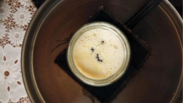 Следуя традиционному болгарскому способу приготовления йогурта, исследователи добавили четырёх живых лесных муравьёв в тёплую крынку молока. Изображение: Давид Зильбер (David Zilber)