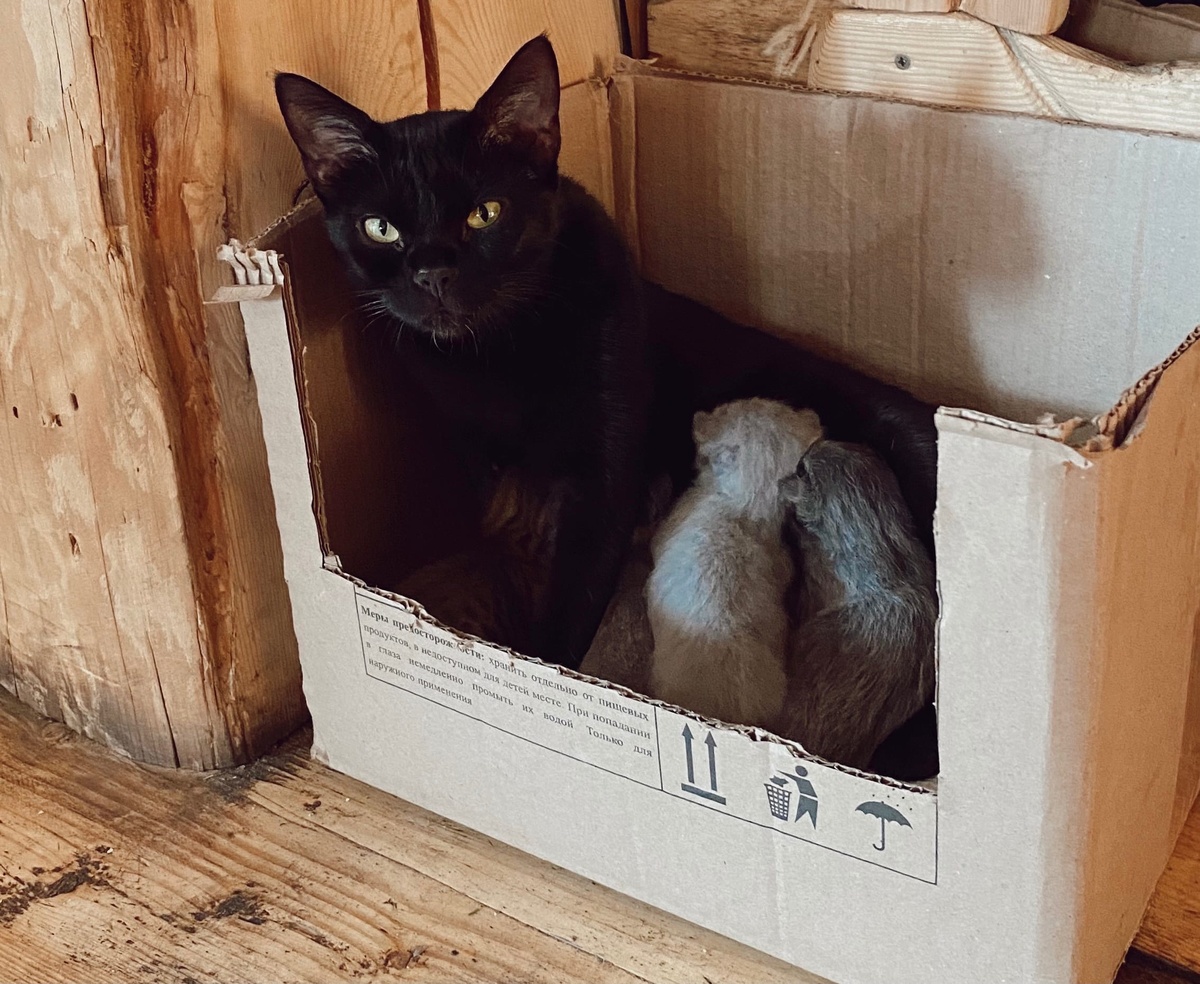    Влажные корма для кошек, рекомендуемые Роскачеством - беру сразу 5 пакетиков