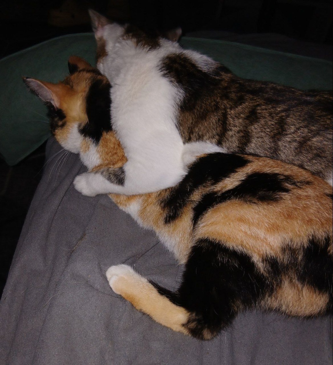 Котики Батоша с Креветкой