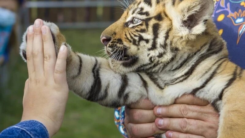     Тигрята Сергей Писарев