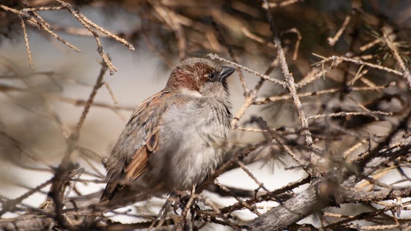     Воробей в Барнауле, 2025 год. Дарья Беркетова