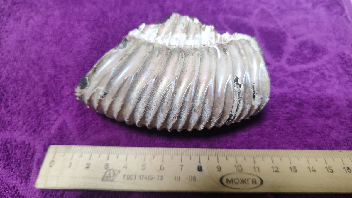 Амониты - вымершие головоногие моллюски, обитавшие в морях с нормальной соленостью.  Их внешняя раковина была плхожа на бараний рог. Внутри раковины - множество камер, соединённых между собой сифоном.