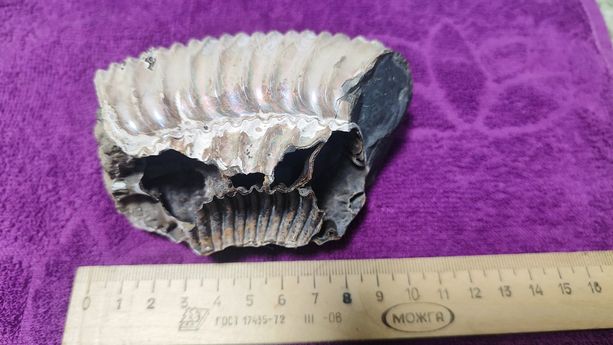 Аммониты (аммоноидеи) — подкласс вымерших головоногих моллюсков. Существовали с девона по палеоген. Характерная особенность — наружная раковина, обычно закрученная в спираль. Исчезли в результате массового вымирания в конце мелового периода, одновременно с динозаврами.