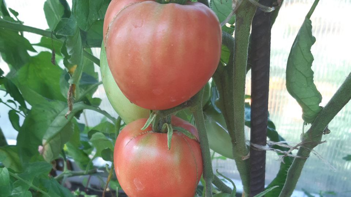 «Бычье сердце розовое»