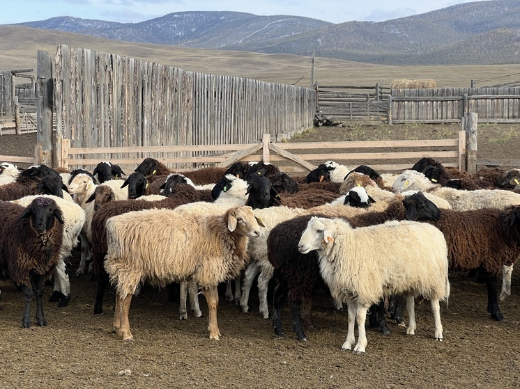     Фото: Минсельхозпрод Бурятии.