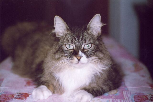 Норвежская лесная кошка – воплощение дикой природы в роскошной шубе.