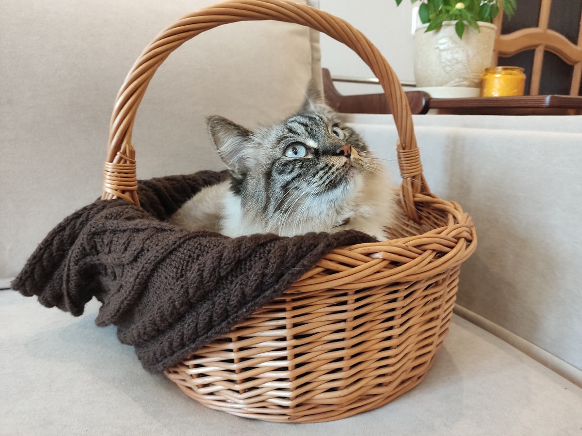 Коричневый ошейник к голубым глазам