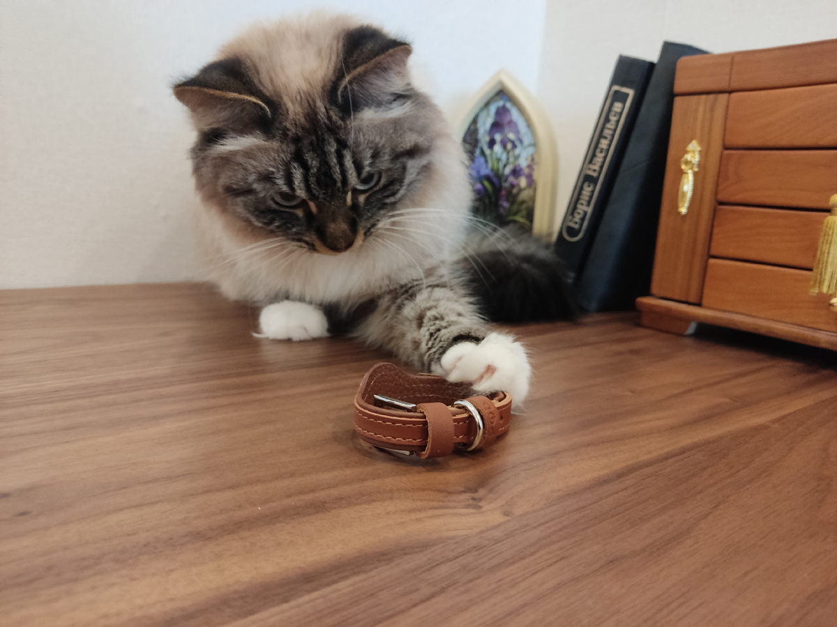 Кот Симба: чего-й это такое, а, хозяйка?