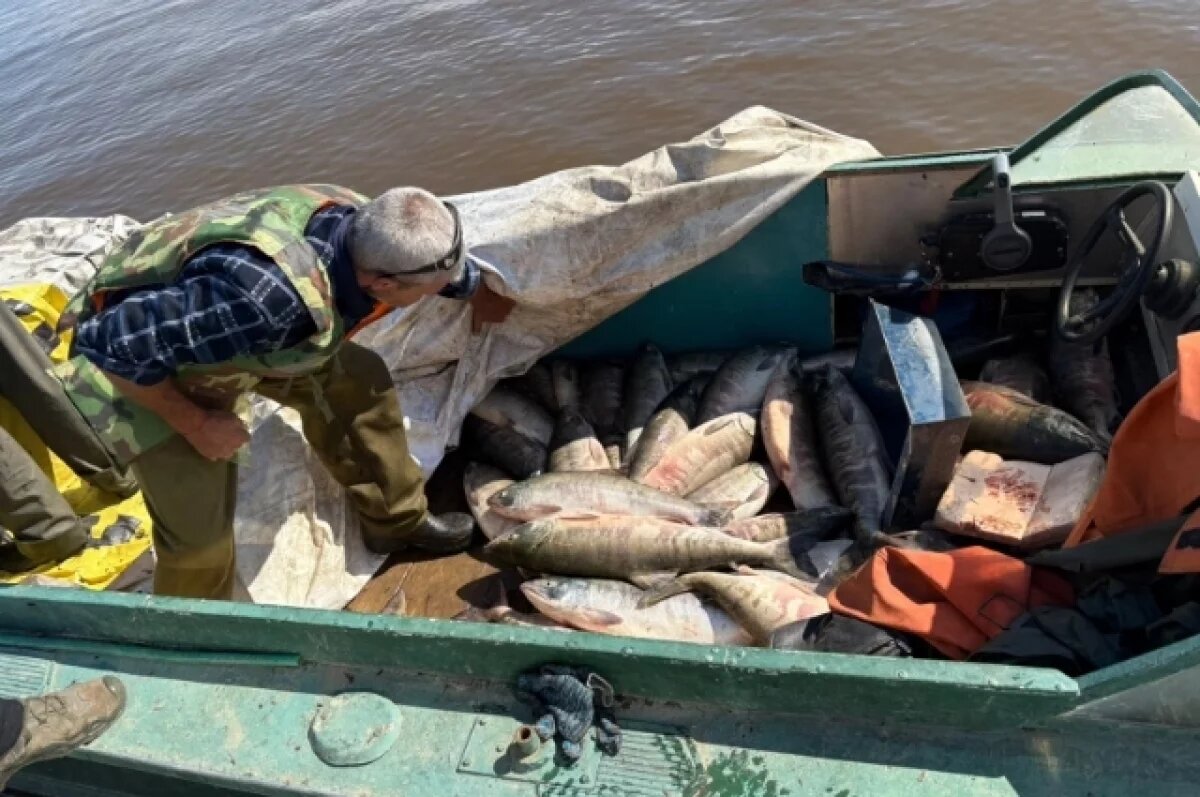    Масштабное дело о браконьерстве на миллионы в Хабкрае передано в суд