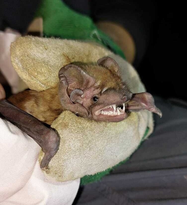 Гигантская вечерница, Португалия, фото Luis Silva