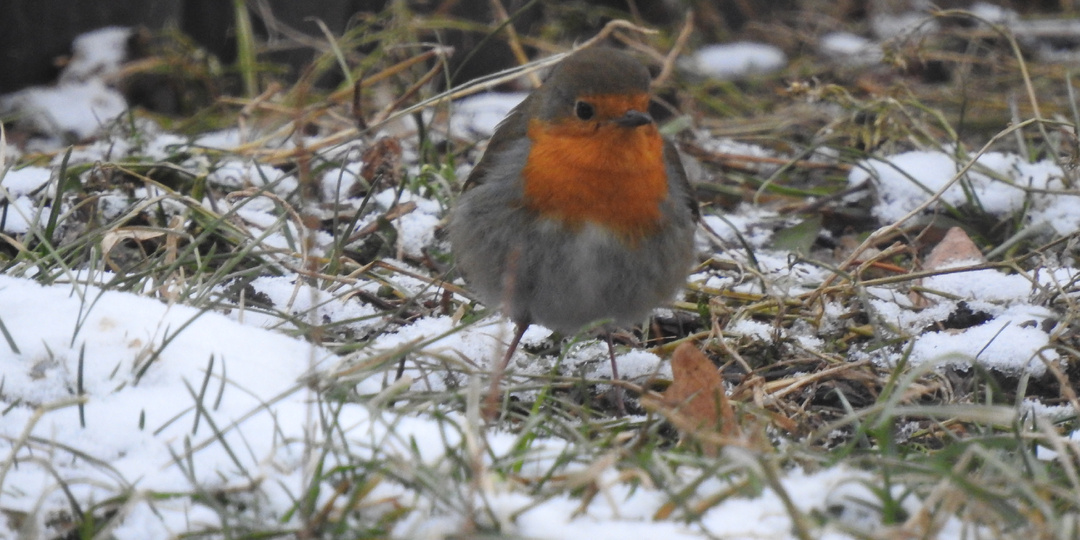Ночь темна и полна ужасов для мелких перелетных птиц