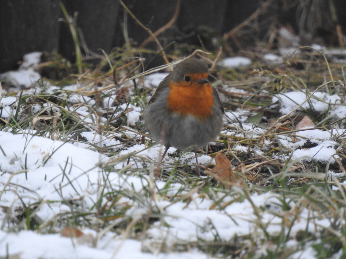 Зарянка, декабрь, фото автора